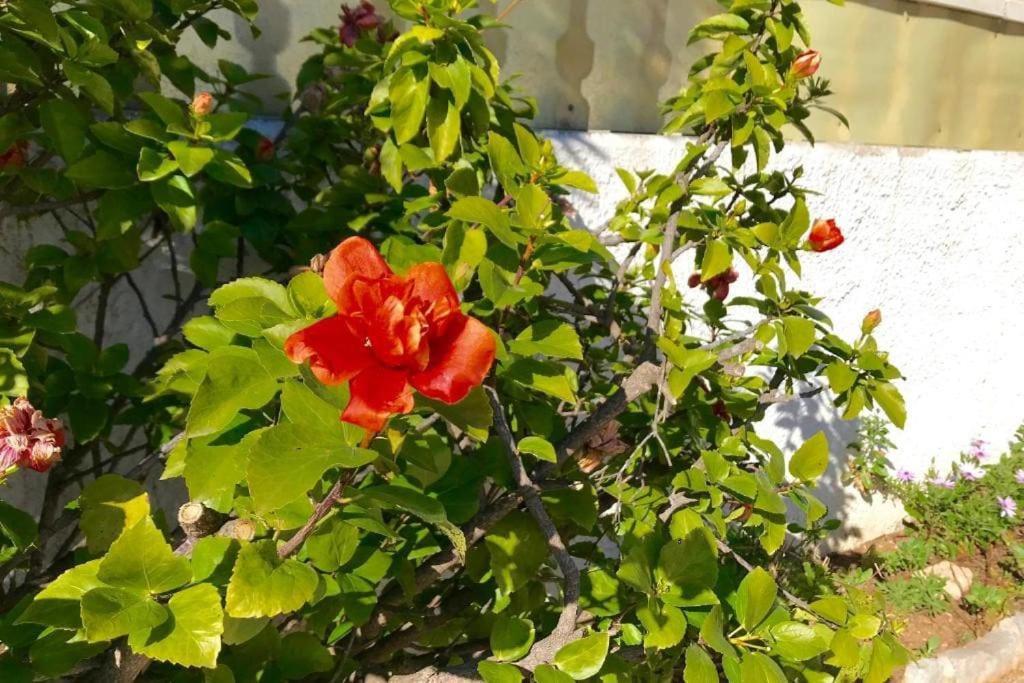 Villa Philip Piscina Privada Miami Playa Zewnętrze zdjęcie